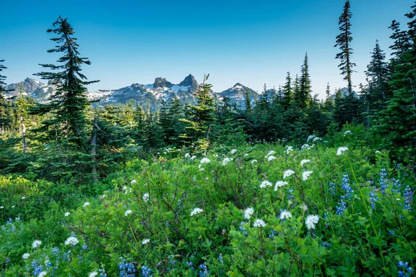 Hermosas Flores Silvestres Parque Nacional Rainier Estado Washington — Foto de Stock