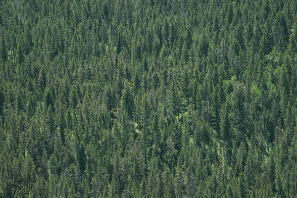 Grand Teton Ulusal Parkı Nda Sonsuz Sayıda Çam Ağacı Var — Stok fotoğraf