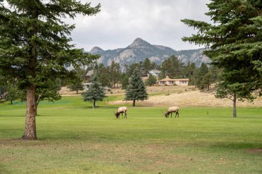 Vahşi geyik monotonluk döneminde Estes Park Colorado 'da golf sahasında dolaşır.