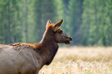 Dişi geyik (inek) Yellowstone Ulusal Parkı Wyoming 'de çim ve dal çiğner ve yer.