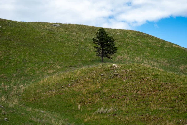 Lone Tree Grassy Hill Custer State Park South Dakota — Stock Photo, Image