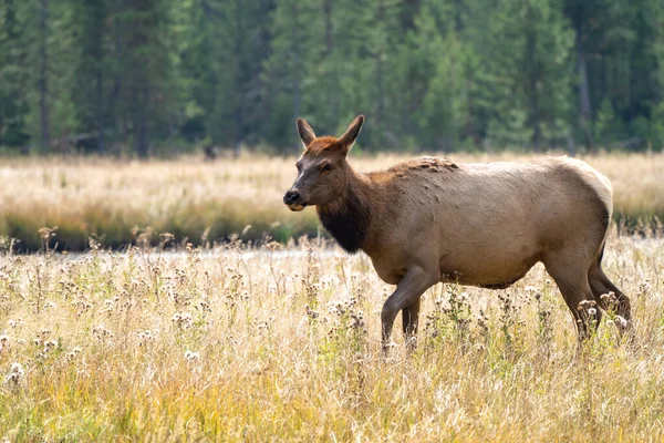 Honälg Dansar Runt Gräsbevuxen Äng Yellowstone National Park Hösten — Stockfoto