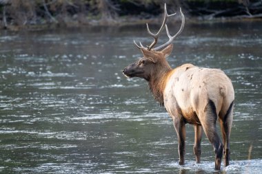 Yellowstone Ulusal Parkı 'nda Madison Nehri' ni geçen geyik.