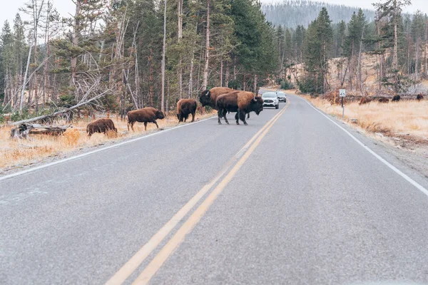 Bison Begin Cross Road Yellowstone National Park Starting Traffic Jam — Stock Photo, Image