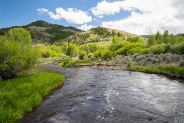 Montana 'daki Çekirge Deresi, yazları Bannack Hayalet Kasabası' na gidiyor.