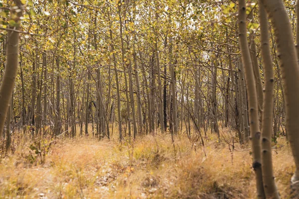 Bois Trembles Début Automne Dans Colorado — Photo