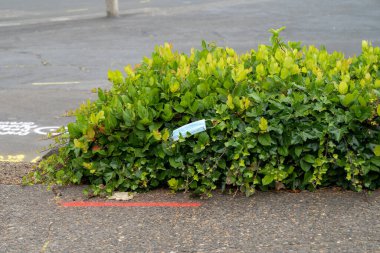 COVID-19 virüsü salgınından dolayı otoparktaki çalılıklara atılmış cerrahi maske.