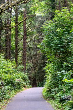 Washington 'daki Cape Hayal kırıklığı Eyalet Parkı' nda uzun yosunlu ağaçların olduğu ormanda yürüyüş yapmak.