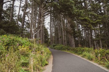 Washington 'daki Cape Hayal kırıklığı Eyalet Parkı' nda uzun yosunlu ağaçların olduğu ormanda yürüyüş yapmak.