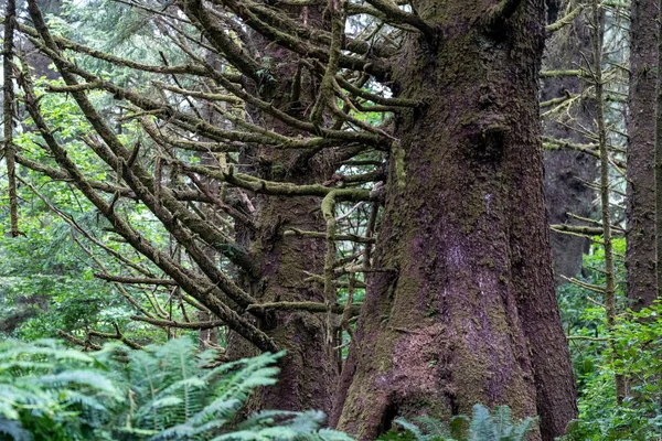 Великі Дерева Мохом Ростуть Тропічному Лісі Парку Штату Вашингтон — стокове фото