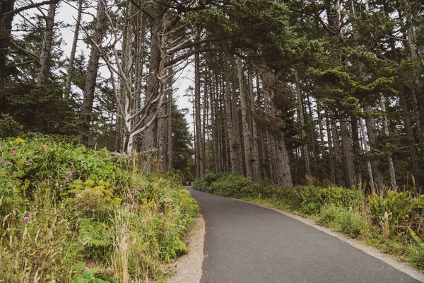 Trilha Caminhada Através Uma Floresta Com Altas Árvores Musgosas Cape — Fotografia de Stock
