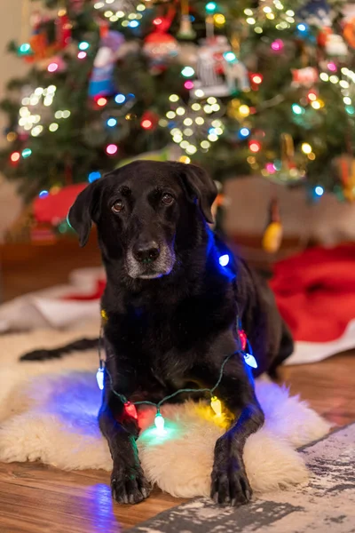 Черный Лабрадор Ретривер Собака Позирует Красочными Рождественскими Огнями Сидя Елки — стоковое фото