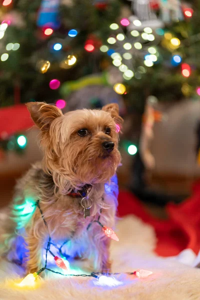 Der Kleine Yorkshire Terrier Sitzt Mit Lichterketten Vor Einem Weihnachtsbaum — Stockfoto