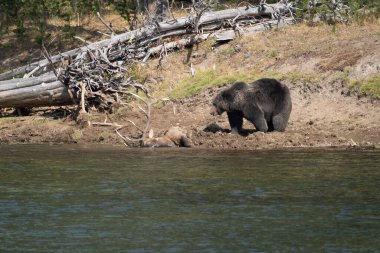 Boz ayı, Yellowstone Nehri 'nin kıyısında Yellowstone Ulusal Parkı' nda bulduğu gömülü geyik leşini koruyor.