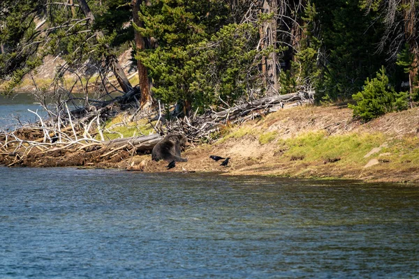 Grizzly bear sits on a buried bull elk carcass he caught along the Yellowstone River. Ravens watch, in Yellowstone National Park