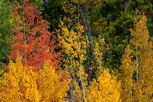 Яркая Осенняя Листва Осинах Карликовых Деревьях Гранд Лейк Колорадо — стоковое фото