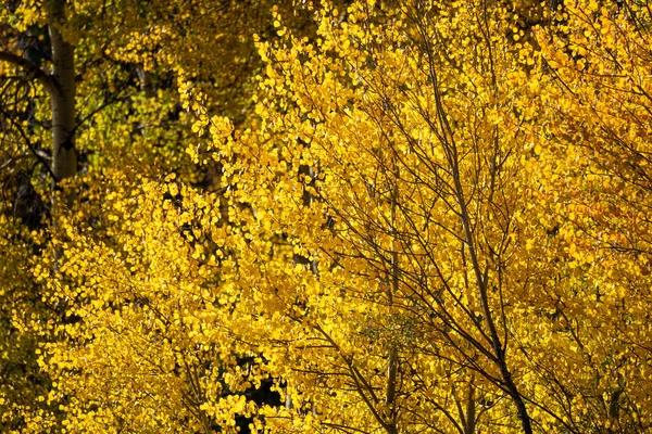 Colorado Sonbahar Renginde Parlak Sarı Kavak Ağaçları — Stok fotoğraf