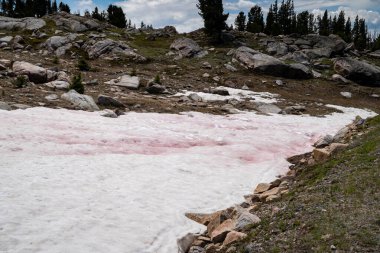 Pink snow, a phenomenon known as watermelon snow, found in the summer along the Beartooth Highway in Montana clipart