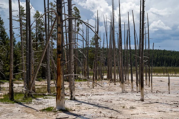 Hermosos Árboles Muertos Petrificados Que Crecen Área Termal Aguas Termales — Foto de Stock