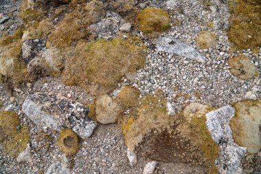 Rocky Dağı Ulusal Parkı 'ndaki Alpine Ridge Yolu boyunca uzanan kayalık tundra.