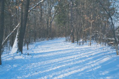 Kışın Riverside Trail 'da, William O' Brien Eyalet Parkı Minnesota 'da.