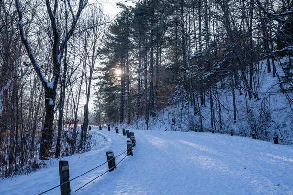 Öğleden Sonra William Brien Eyalet Parkı Minnesota Yol Boyunca Gün — Stok fotoğraf