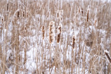 Minnesota 'da kış ayazına benzer rime buzla kaplı kuyruk kuyrukları
