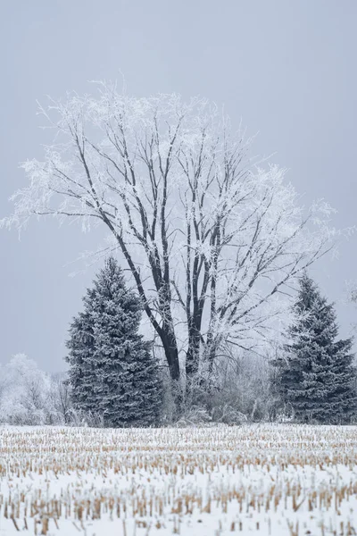 Rime Gelo Cobre Uma Grande Árvore Minnesota Rural — Fotografia de Stock