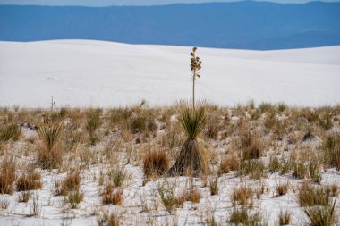 Beyaz Kumlar Ulusal Parkı 'ndaki diğer çöl bitkilerine ve mavi gökyüzüne karşı Soaptree yukka bitkisi göze çarpar.