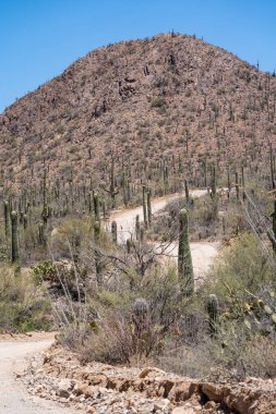 Bajada Loop Drive, a winding unpaved road is a scenic drive in Saguaro National Park in Arizona