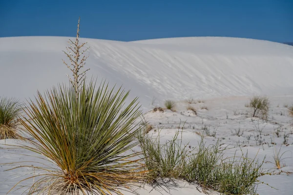Αρκετά Φυτό Γιούκα Φυτρώνει Στην Άμμο Γύψου Στο Εθνικό Πάρκο — Φωτογραφία Αρχείου