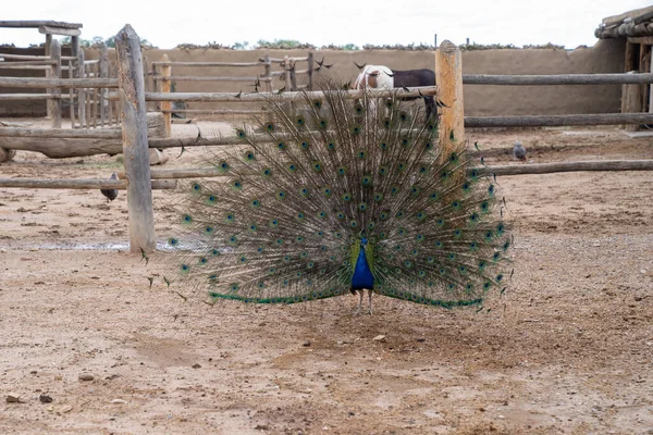 Beautiful peacock fanning feathers on a farm in Colorado