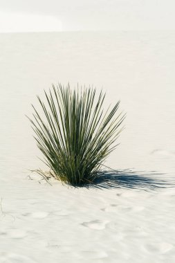 White Sands Ulusal Parkı 'ndaki Soaptree Yucca fabrikası.