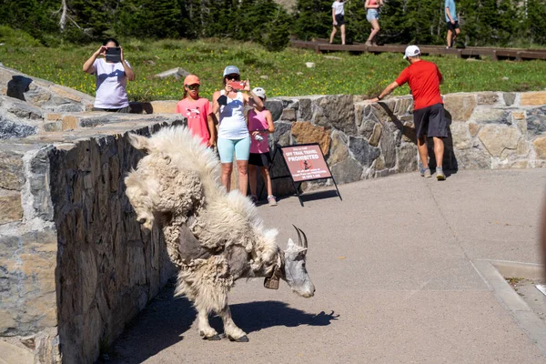 Montana Usa Juli 2021 Mountain Get Hoppar Från Avsats När — Stockfoto