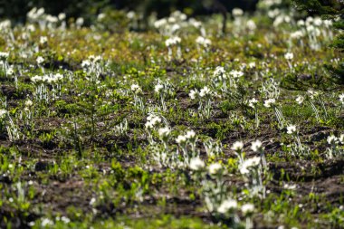 Rainier Dağı Ulusal Parkı 'nda yetişen Batı Pasqueflower kır çiçekleri - orta yer çiçekleri üzerine seçici bir odak noktası