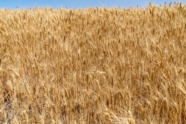 Field of wheat in a farmer field, in Washington State against a blue sky