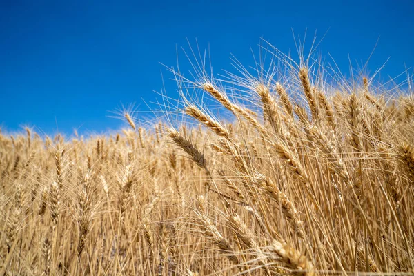 Field of wheat in a farmer field, in Washington State against a blue sky