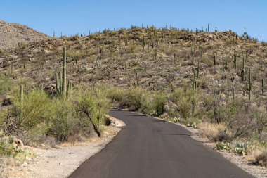 The scenic drive through Saguaro National Park West on a sunny day