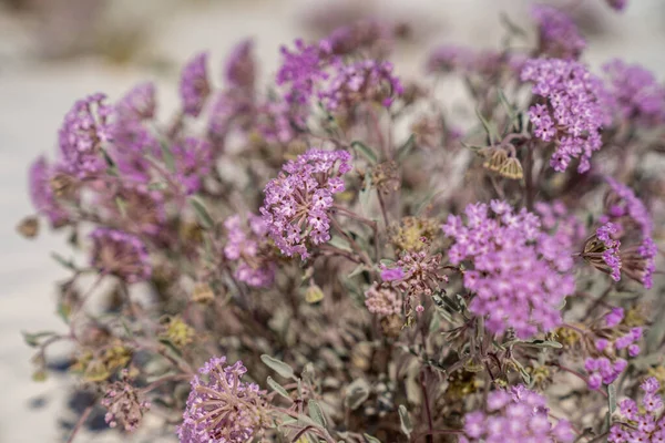 Desert Sand Verbena Wildflowers Selective Focus White Sands National Park — Fotografia de Stock