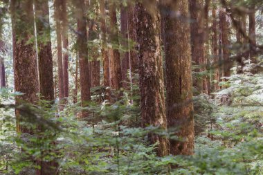 The beautiful, mysterious Olympic rain forest, in the Sol Duc Hot Springs area of Olympic National Park