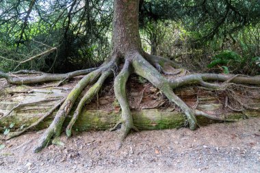 Washington Eyaleti Olimpiyat Ulusal Parkı 'nın yağmur ormanlarında büyük, yosunlu kökleri olan ağaç.