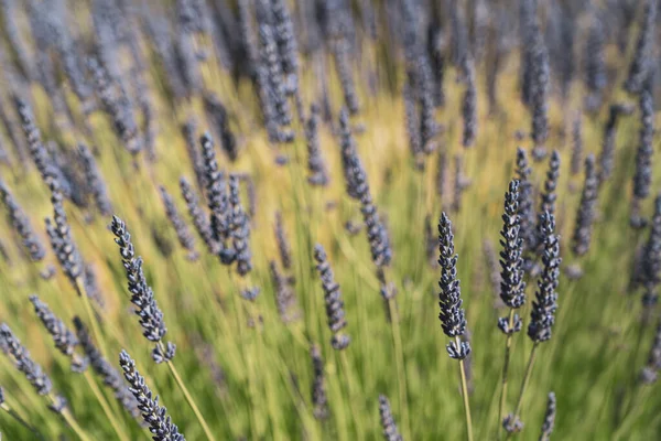 Lavendel Wächst Auf Einem Feld Selektiver Fokus Auf Eine Blume — Stockfoto