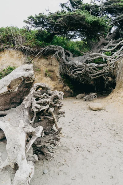 Pasifik Okyanusu Nun Washington Kıyı Şeridi Boyunca Uzanan Hayat Ağacı — Stok fotoğraf