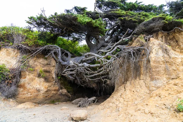 Albero Della Vita Lungo Costa Washington Dell Oceano Pacifico Nel — Foto Stock