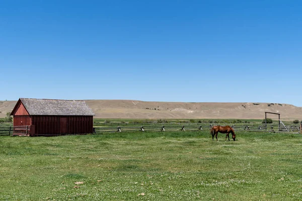 Deer Lodge Montana June 2021 Barn Horse Grant Kohrs National — Stock Photo, Image