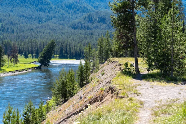 Pohon Miring Dan Bersandar Atas Sungai Yellowstone Pintu Masuk Selatan — Stok Foto