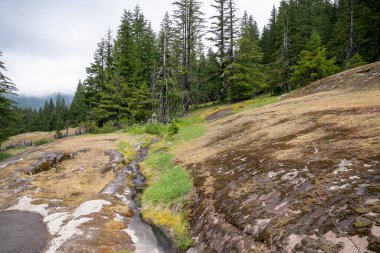 Rainier Dağı Ulusal Parkı 'ndaki Cowlitz Nehri' nin Box Canyon 'u boyunca manzara