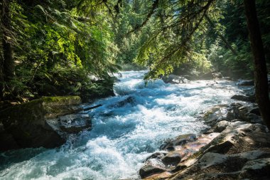 Buzul Ulusal Parkı 'nda güneşli bir sabahta Avalanche Deresi