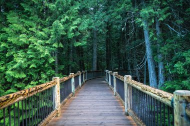 Buzul Ulusal Parkı 'ndaki Cedars Patikası boyunca sahil yolu boyunca kasvetli, karanlık bir sahne.