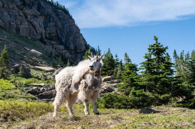 Dağ keçisi ağaçlardan çıkıp Buzul Ulusal Parkı 'ndaki bir çayıra çıkıyor.